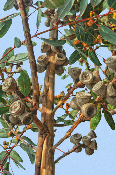 桉树枝特写，滤镜使用图片下载