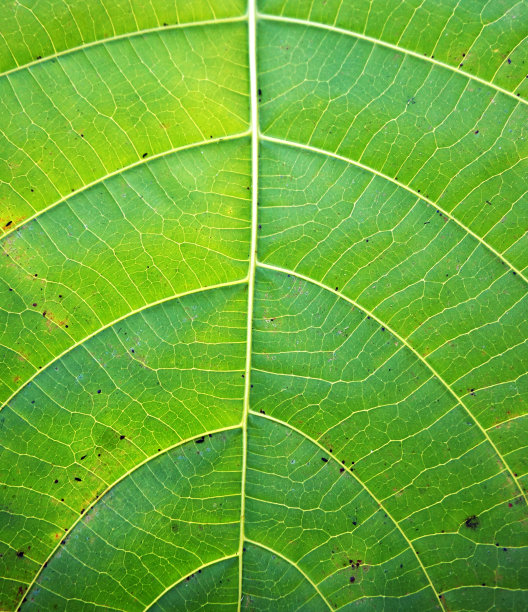 闭合叶片结构图片下载