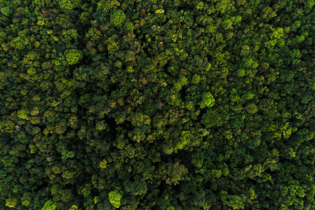 绿树深热带雨林俯视鸟瞰图图片下载