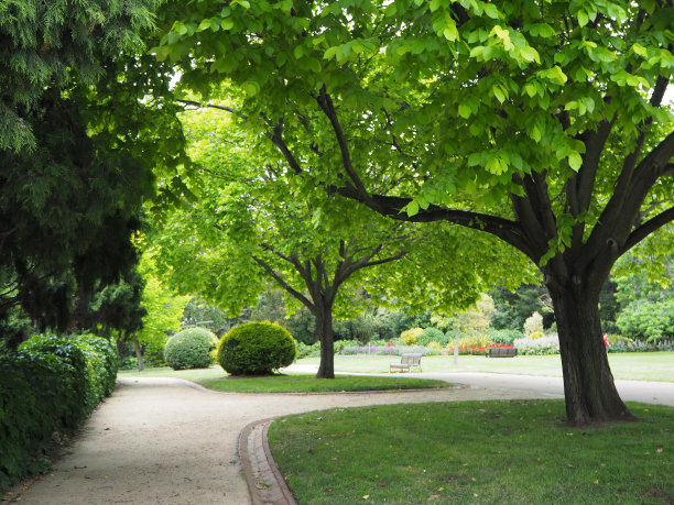 树的路径图片下载