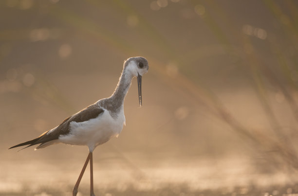 日出时分，黑翅高跷长腿水鸟在湖中漫步。图片下载