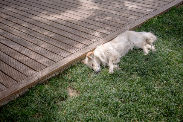 一只在草地上睡觉的狗。图片下载