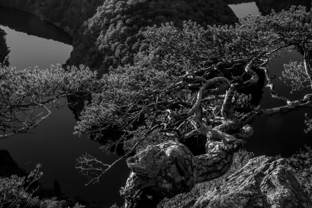 在夕阳下，扭曲的松树在峡谷之上的岩石上图片下载