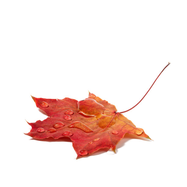 秋叶与水滴的特写图片下载