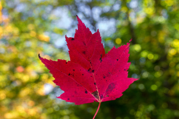 加拿大森林中的一片红叶图片下载