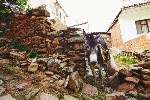 高原放牧的驴子驮着许多沉重的物品图片下载