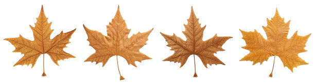 秋叶孤白图片下载