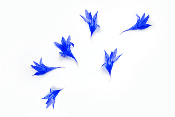 野花浅图片下载