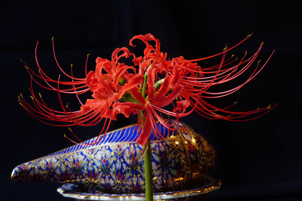 坂真丸图片下载