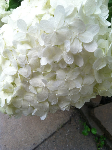 白色的花朵图片下载