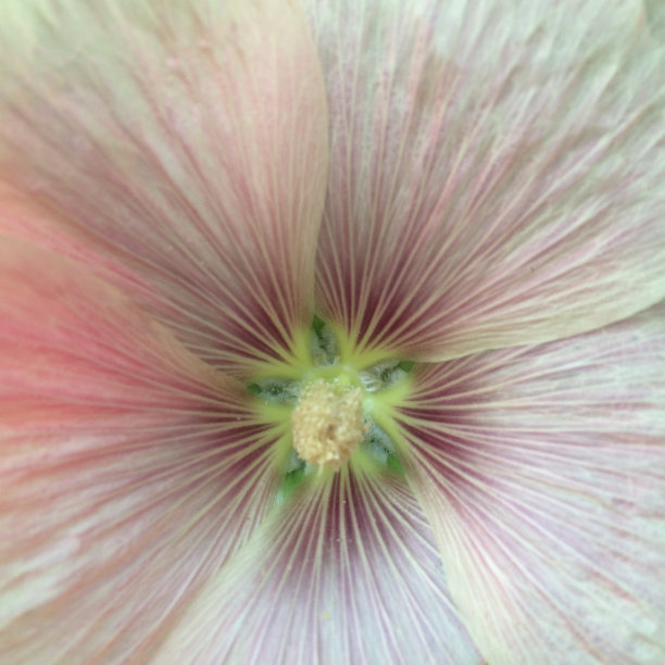 粉红色的花图片下载