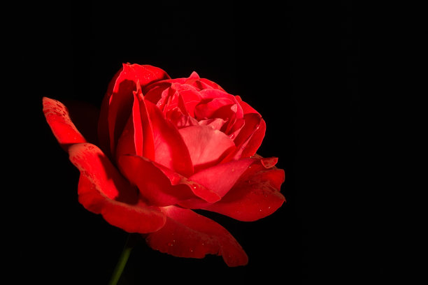 玫瑰黑色背景微距照片与露珠图片下载