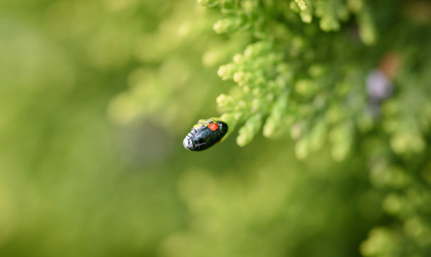 五彩缤纷的虫子图片下载