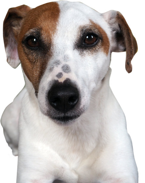 杰克罗素梗在前面图片下载