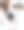 杰克罗素梗在前面图片下载