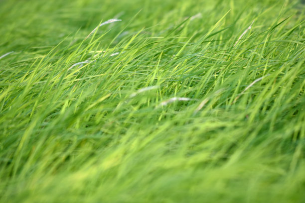 河岸上长满了绿草图片下载