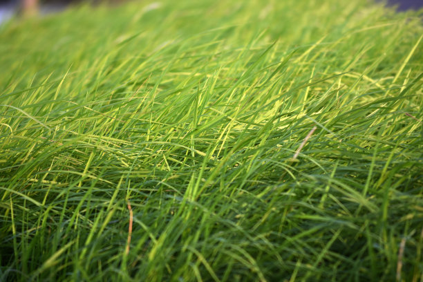 河岸上长满了绿草图片下载
