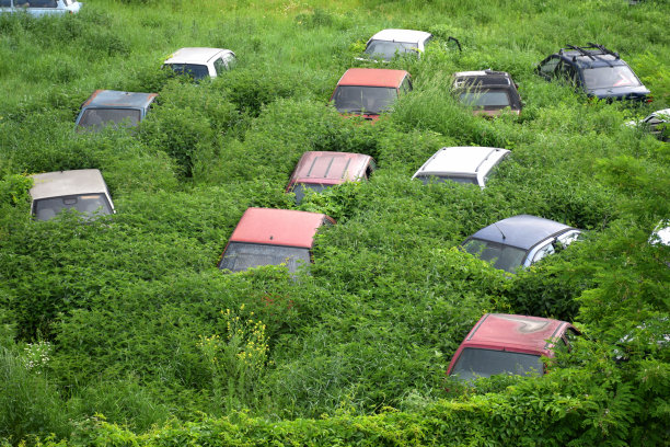 废弃的汽车在灌木丛中垂死图片下载