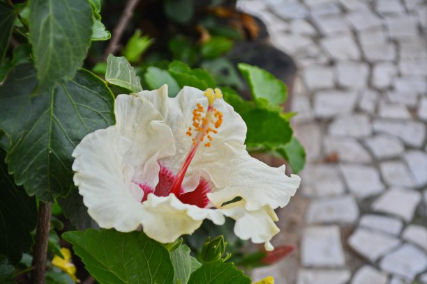 美丽的芙蓉花图片下载