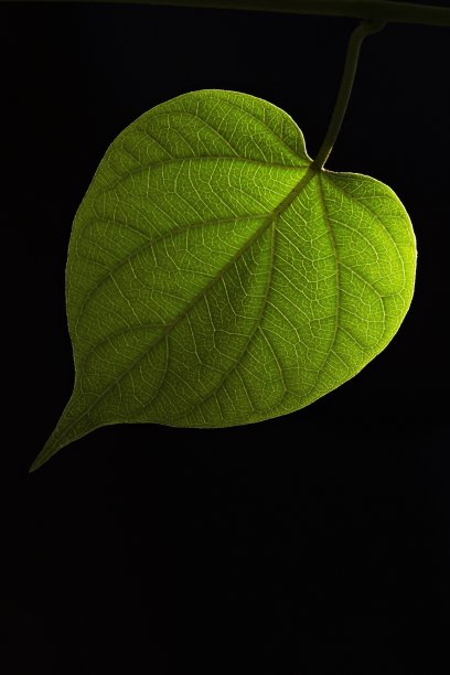 绿色的叶子在黑色的背景下闪闪发光。图片下载