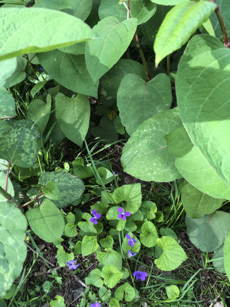 IMG_4330民兵自行车专用道路图片下载