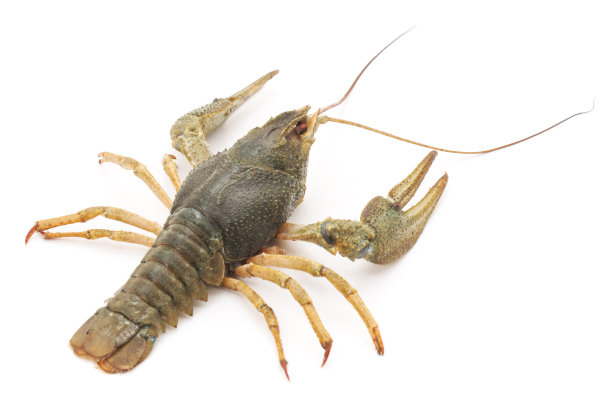 一个河小龙虾。图片下载