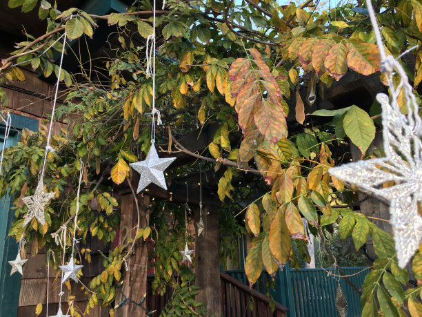 花园里的圣诞星星图片下载