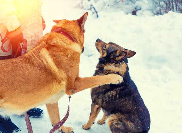 一个女人带着两只狗在冬天散步图片下载