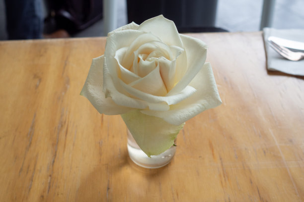 白玫瑰图片下载