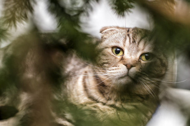 美丽的苏格兰折猫凝视着模糊的圣诞树枝。图片下载