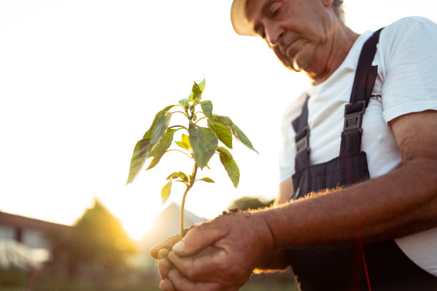 夕阳中，手捧新生长的植物图片下载