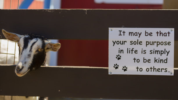 农场动物肖像图片下载