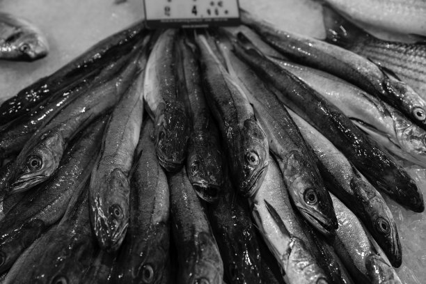 新鲜的鱼图片下载