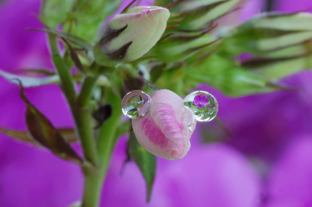 雨滴落在粉红色的花蕾上图片下载