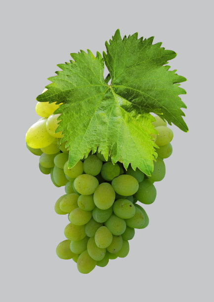 白色,成熟的葡萄。图片下载