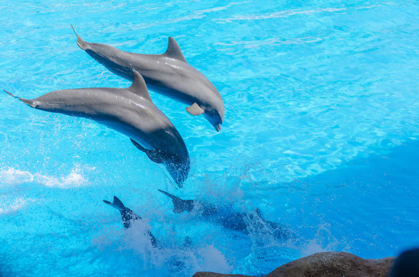 一些海豚正在蓝色的海水中跳跃图片下载