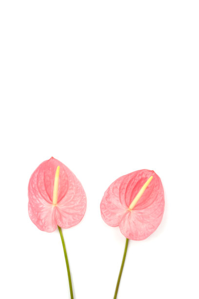 在白色上孤立的两个花边叶图片下载