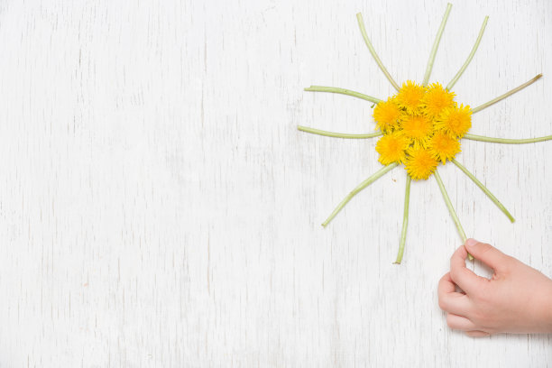 孩子的小手和用蒲公英做成的小黄太阳在白色的木头背景上。前视图。春、夏的概念。白色背景上的花。孩子们用蒲公英做太阳。图片下载