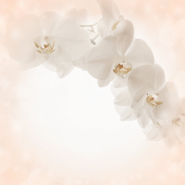 米色背景与兰花花图片下载