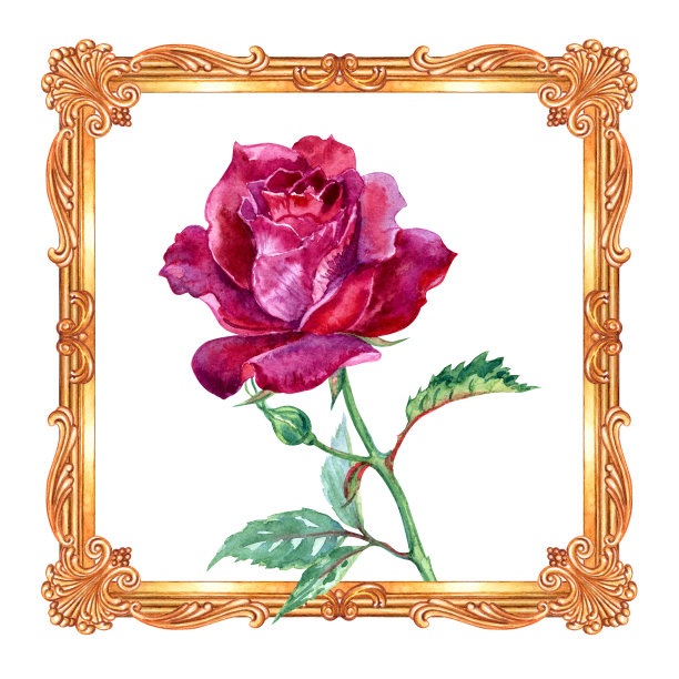 栗色玫瑰在巴洛克式的金色框架图片下载