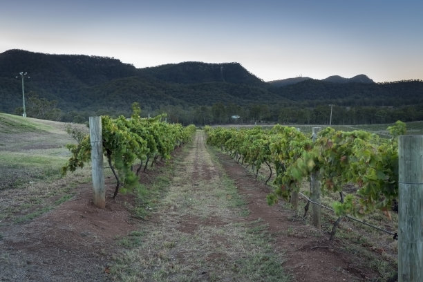 猎人谷葡萄园的日落图片下载