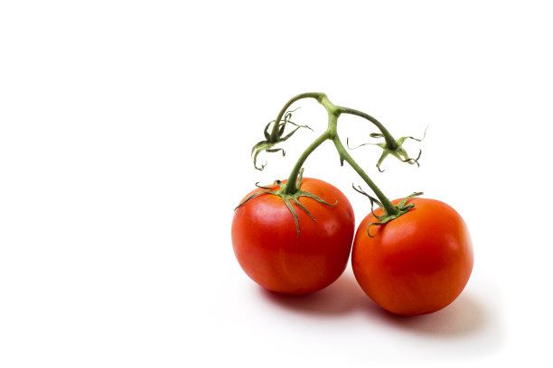 两个成熟的蕃茄在葡萄藤上孤立在白色图片下载