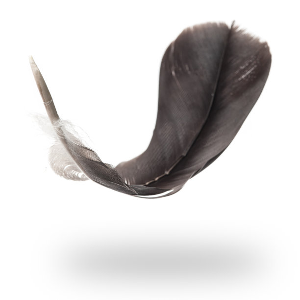 飞着灰色的羽毛带着阴影图片下载