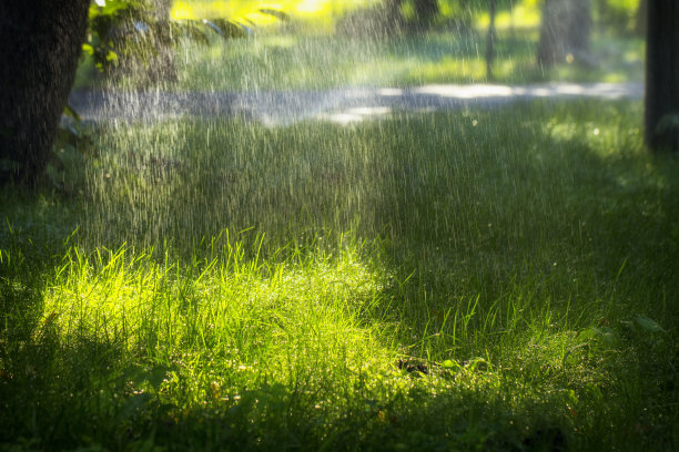 森林里的雨，前景里的湿树叶，背景里的照片，焦点里的雨滴图片下载