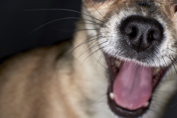 吉娃娃特写图片下载