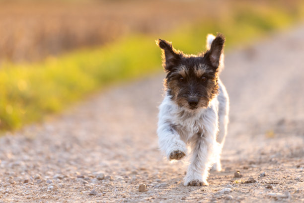 杰克罗素梗雌性，3岁。发型很粗糙。秋天里，可爱的小狗在绿色草地旁的小路上奔跑图片下载