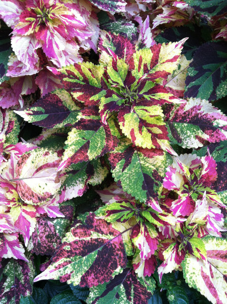 锯齿状的粉红色和绿色图片下载