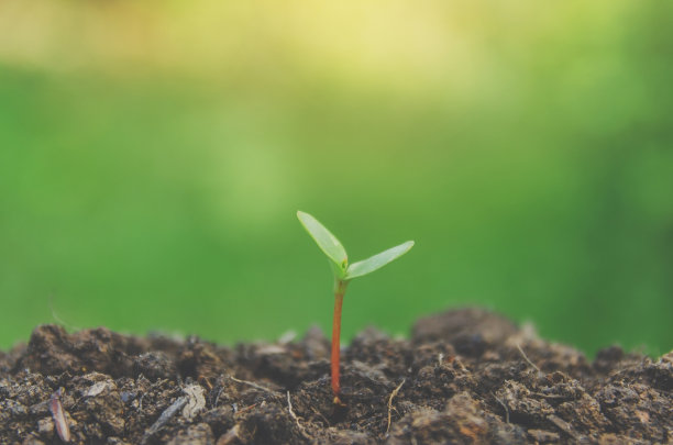 在晨光中，绿色的幼苗和幼苗在土壤中生长。图片下载