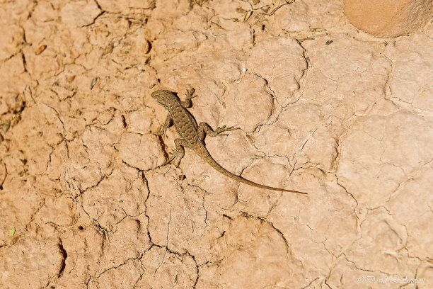 沙漠蜥蜴图片下载