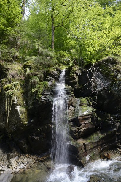 野生森林中的瀑布图片下载